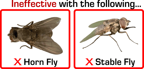 Horse Fly Trap - Ineffective for these Flies