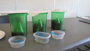 Week 2 Count Bins 1 2 And 3 With Counting Equipment