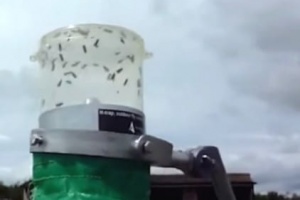 Exciting Results with Horse Fly Trap Testing (2015) in Cape Cod MA