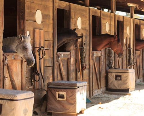 Dispelling the Myth of Using Fly Predators/Parasites to Control Horse Flies