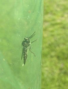 A Tabanid (Horse Fly) Trapped!